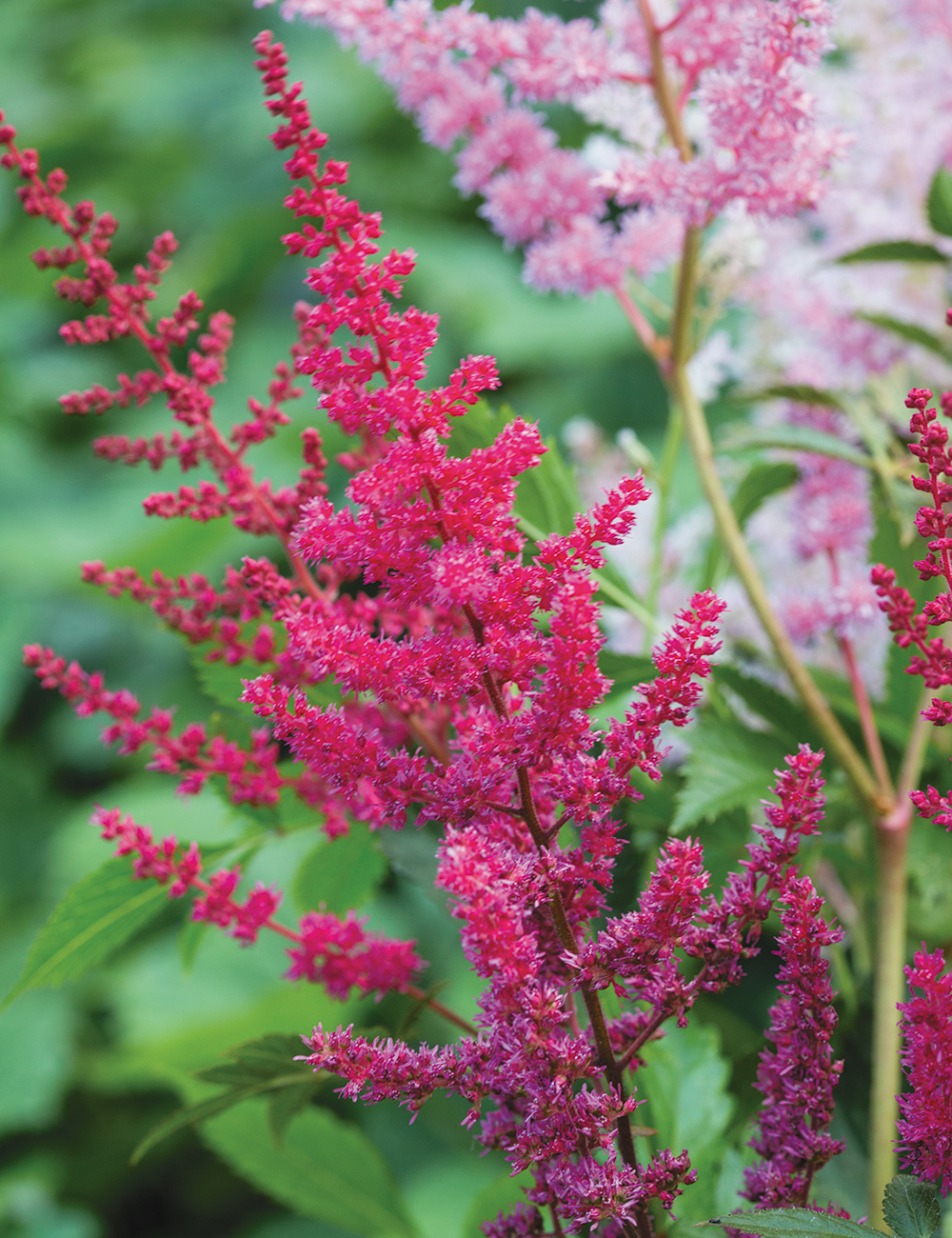 Astilbe arendsii 'Paul Gaarder'